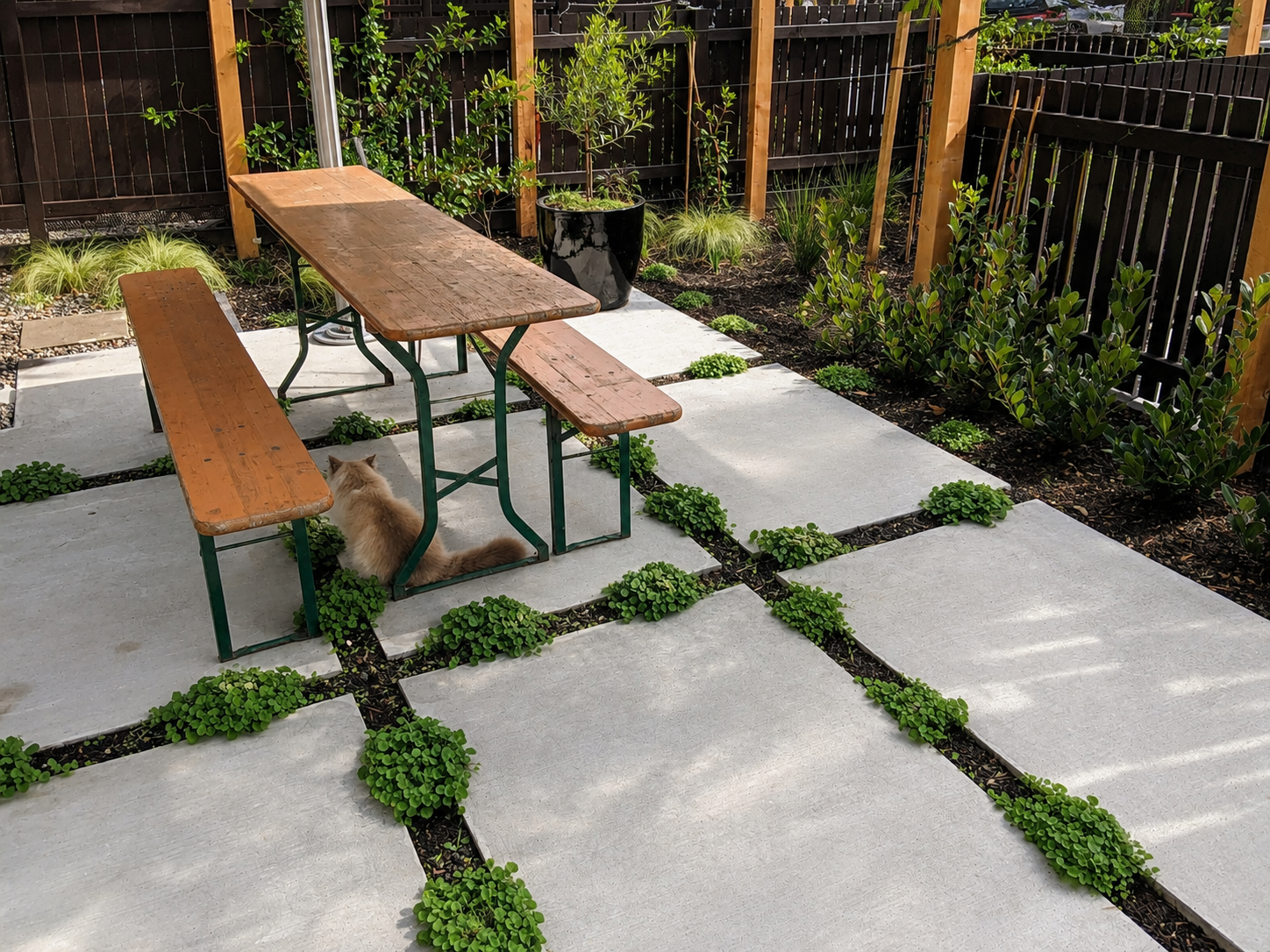 Concrete pavers with groundcover planting and timber bench seating in courtyard